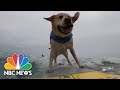 World Dog Surfing Championship Makes A Big Splash In California