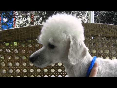 Dixie Pearl, an adopted Poodle in Houston, TX_image-1