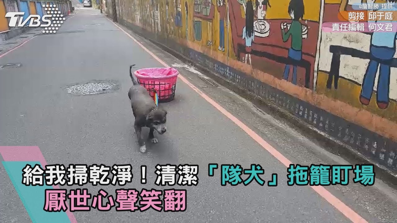 給我掃乾淨!清潔「隊犬」拖籠盯場 厭世心聲笑翻