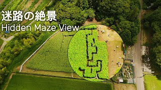 Discovering Japan’s Sunflower Maze from Above