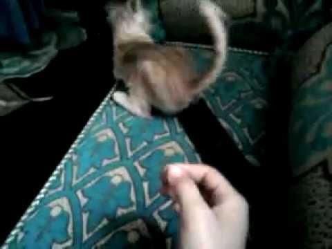 minette de nesrine bpa88