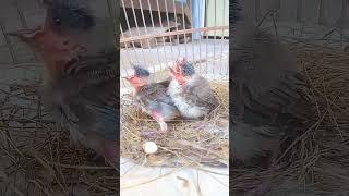 Download lagu suara anak kutilang ribut mp3 Download lagu suara anak kutilang ribut mp3