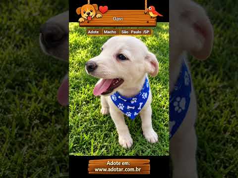 Vídeo de Davi