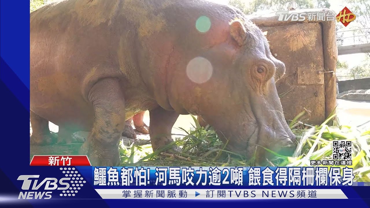 動保員不輕鬆! 記者親餵「河馬、犀牛」眉角多