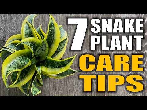 7 Snake Plant Care Tips That You Need to Know - Sansevieria Houseplant Care