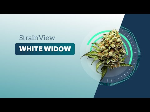 White Widow - StrainView