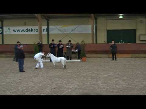 Appaloosa miniature stallion Sandokan