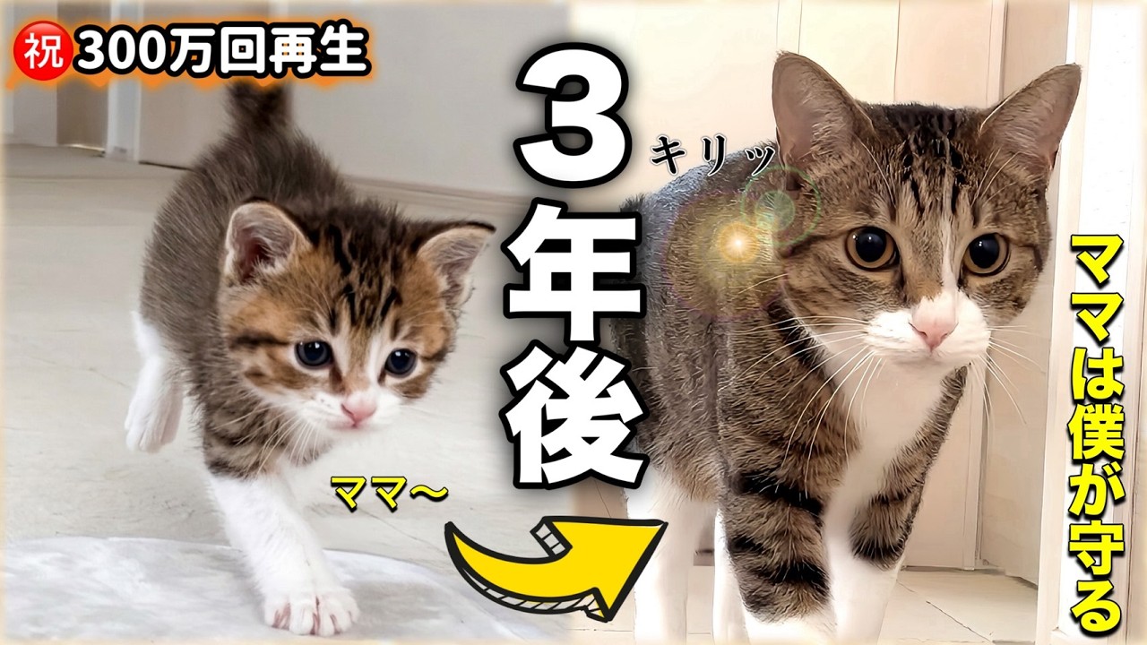 【感動の再会】名前を呼ぶと猛ダッシュした子猫がママ不在の4日間を乗り越えるまで