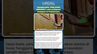 Tradisi Unik Desa Sade Merawat Lantai Rumah dengan Kotoran Sapi