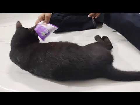 Kese masti kar rahi hai..🙀