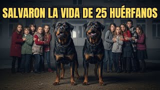 Estos 2 Rottweilers Salvaron a 25 Niños de un Orfanato de Ser Secuestrados