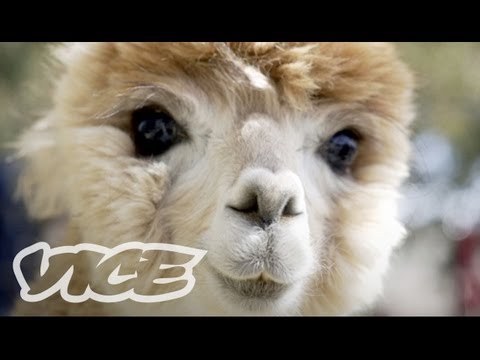 可愛的草泥馬！(羊駝Alpacas) - Cute Alpacas!