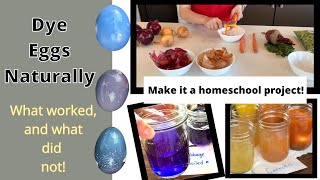 DIY Natural Easter Egg Dye - No kit or food coloring needed! - Homeschooling Family