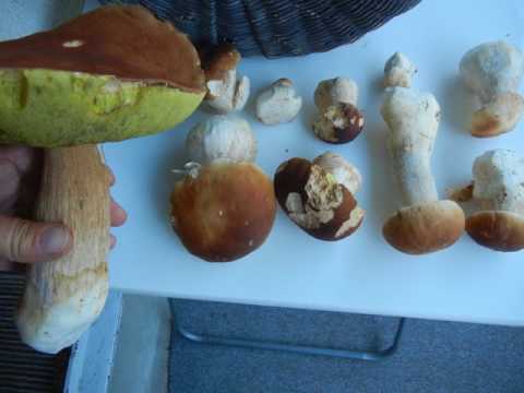 Grzyby, Balkontomaten , Pilze August 2017 - Baden Württemberg, Country-Musik