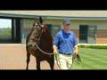 Darley Ad Quiet American