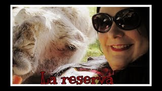 #vlog #Castillodelasguardas #Animales Visita a la reserva del Castillo de las Guardas