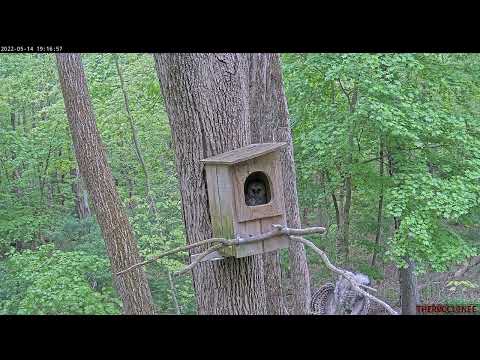 Owl #3 branches and holds on upside down! | Barred Owl Cam | May 14, 2022