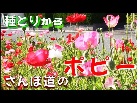 トルコポピー 植物