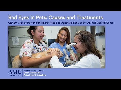 Red Eyes in Dogs and Cats: Causes and Treatments