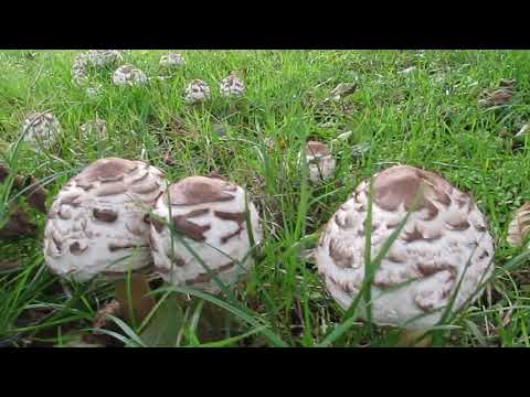 Glens of Mayo i odważny John O'Leary