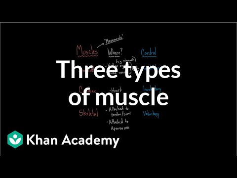Three Types Of Muscle Video Khan Academy
