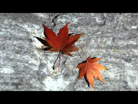 Niam Cov Lus BY  Zuag Xyooj