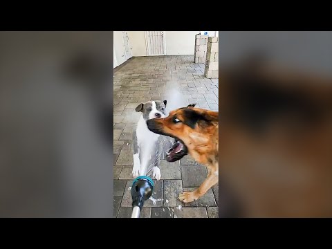 Cute Dogs Playing with Hose - Funny Dog Videos 🐾
