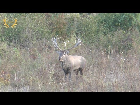Jagd auf einen Goldmedaillenhirsch - Hirschbrunft in Bulgarien