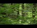 BERNWARD KOCH - Simply Great(Relaxing music)