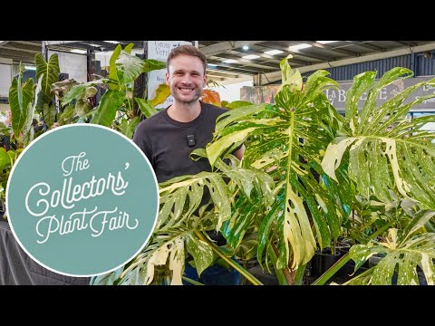 AUSTRALIA'S LARGEST PLANT FAIR - a full tour of the Collectors' Plant Fair 2024