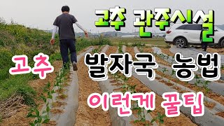 고추 ^^ 발자국 농법 ^^ 이런게 꿀팁이다 가뭄이 심할때 관주시설 Pepper Footprint farmi…