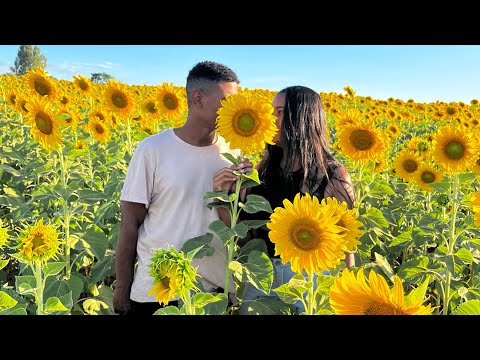 Um mar de girassóis muito lindo em guapó Goiás 