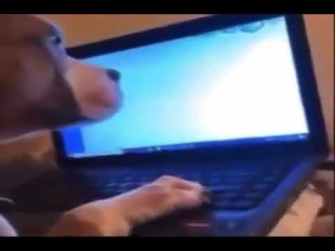 if your in 2020 and your dog aint typing your papers