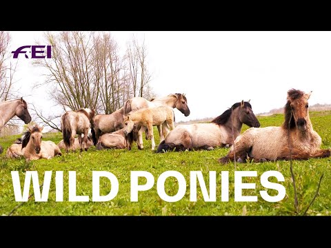 Running wild with the Dutch Konik Ponies | RIDE presented by Longines