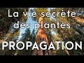 La vie secrète des plantes 1/3 : Propagation