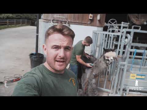 Alpaca Shearing at Cannon Hall Farm