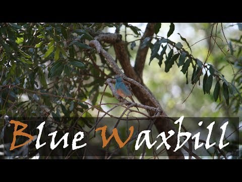 Modracik anglicky (Blue Waxbill) — jemny spev samca „seee-seee