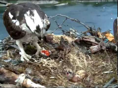 Nelson ospreys BC. 6.13.16 406pm fish delivered & feeding new hatch Congrats! Nellie & TR