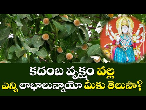 Kadamba Vruksham | Benefits of Kadamba | Kadamba plant | Siddhaguru