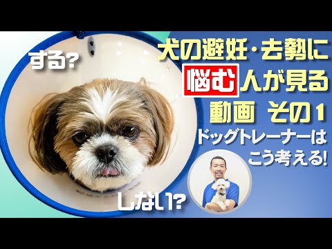 犬の去勢:価値と回復