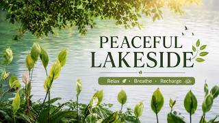 Peaceful Lakeside Escape 🌿 | Relaxing Nature Walk & Calming Water