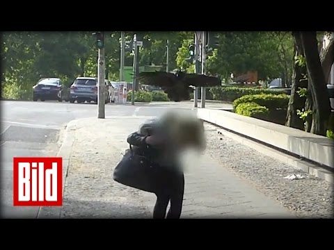 Krähen greifen an - Aggro-Angriff in Berlin Kreuzberg / Hitchcock "Die Vögel"