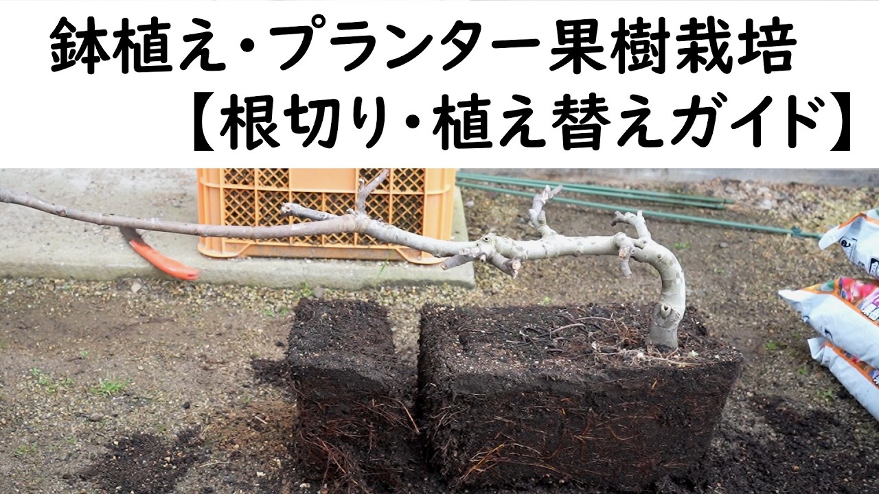 鉢植え・プランター果樹栽培【植え替えガイド】