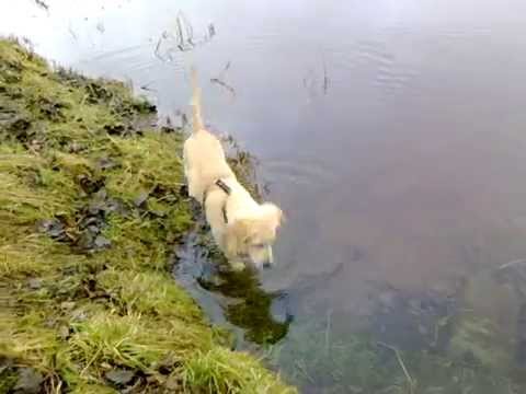 Am Lambsheimer Weiher