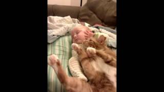 faze tari copilul si pisica