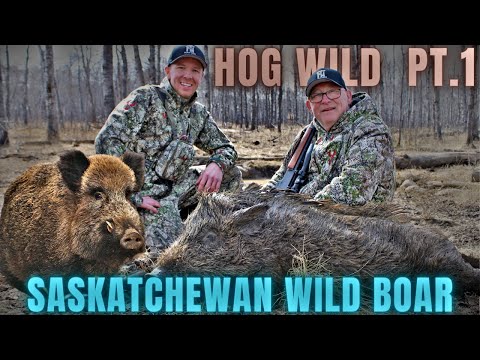 MEAT BOAR DOWN! | Saskatchewan Wild Boar