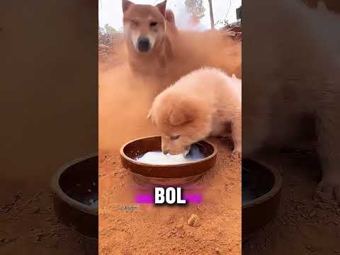Cățelușul nu reușește niciodată să-și bea laptele!