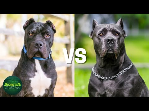 Presa Canario Vs Cane Corso: ¿Cuál Es La Diferencia?