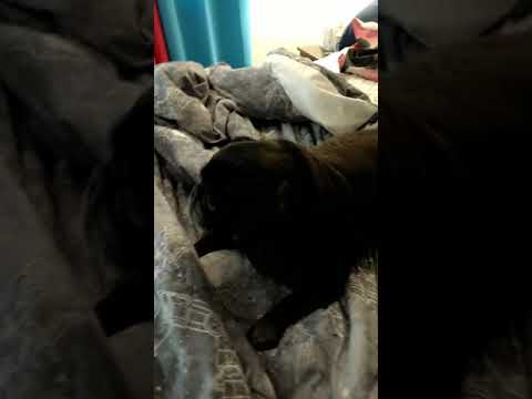 Time to get up! Eva the black pug