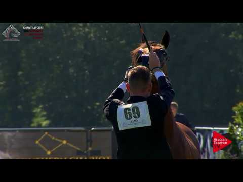 N.69 RADJAH DE CARTHEREY - Chantilly 2017 European B'C - 3 Years Old Colts (Class 7)